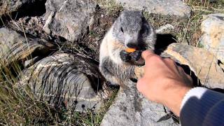 marmotte divertenti [upl. by Lewes797]