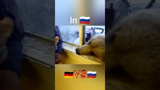 deutschland memes russia rusland tiere spaß lustig россия мем [upl. by Oravla]