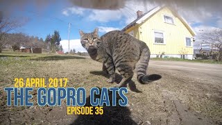 Cat with GoPro  sniff that a and salamander hunt  Ep 35 [upl. by Ahsitram]