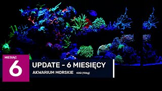 16 UPDATE  6 MIESIĘCY  nowy sump i lampy Orphek OR3 120 [upl. by Haerb]