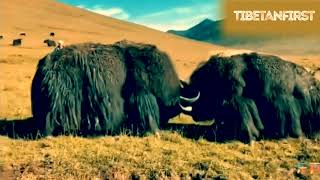 Tibetan Yak Fights Compilation  part 1｜བོད་ཀྱི་གཡག་འཛིང་། [upl. by Atterual]