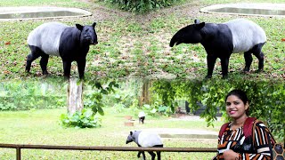 Malayan Tapir [upl. by Asyral]