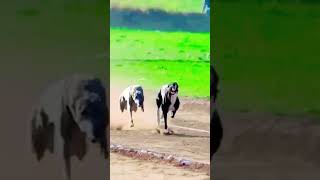 Greyhound dog racing youtube short video trending viral 🔥 [upl. by Devlin]