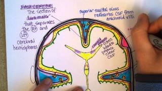 Meninges Part 2 [upl. by Nbi]