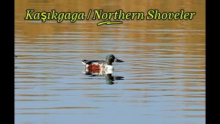 Kaşıkgaga  Northern Shoveler  Spatula clypeata [upl. by Arvad804]