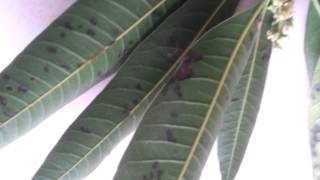 MANGO ANTHRACNOSE symptoms [upl. by Haridan]