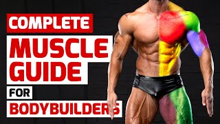 Complete Muscle Guide for Bodybuilders [upl. by Kamerman]