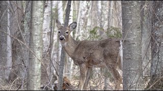 Canon XF400 Outdoor Footage [upl. by Wane438]