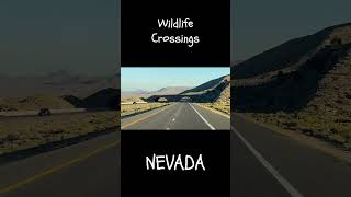 Wildlife Crossing in Nevada [upl. by Weber]