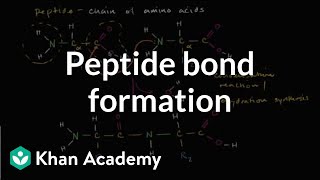 Peptide bond formation  Macromolecules  Biology  Khan Academy [upl. by Damales]