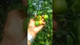 Lemon C vitamins ka source for Cr Dr PM Yadav Patel [upl. by Perri]