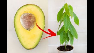 Growing Avocado Plant from Seed In Water amp Soil  StepbyStep Guide [upl. by Ecilayram]