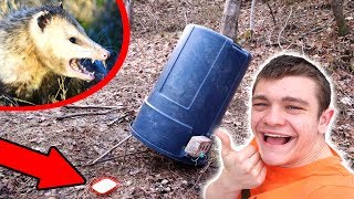 GIANT DEADFALL TRAP Primitive  Survival [upl. by Curtice884]