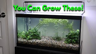 Cheap Substrate amp Plants for a Filterless Planted Tank [upl. by Nishi]