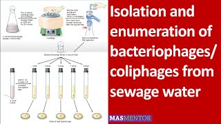 Isolation and enumeration of bacteriophagescoliphages from sewage water Urdu [upl. by Jolanta]