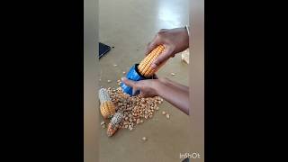 Groundnut decorticatormaize shelleragri implementstechnology agri afo agriculture [upl. by Mairam]