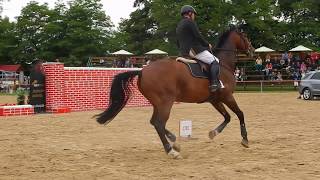 Horses  Extreme ShowJumping  200 cm [upl. by Falcone765]