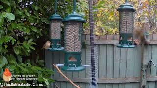 Female Blackcap spotted on stream 041124 [upl. by Alfi81]