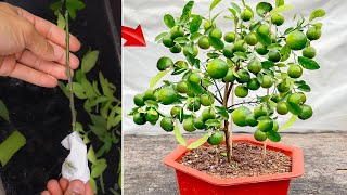 Video summarizing how to propagate fruit trees with unique simple branches at home and save money [upl. by Nami58]