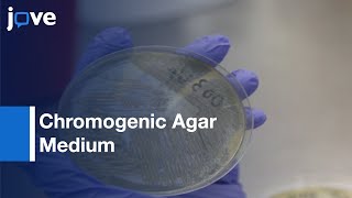 Chromogenic Agar Medium for the Detection of Vibrio Species  Protocol Preview [upl. by Vanderhoek123]