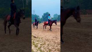 Horse Trotting  horsetraining trot horseriding horse horseenthusiast equestrianriding [upl. by Fiedling]