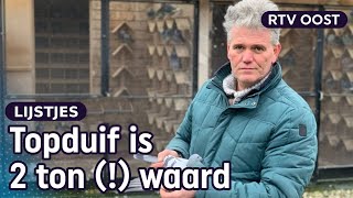 Roekoe roekoe Dit zijn onze 5 beste duivenvideos  RTV Oost [upl. by Toddie]