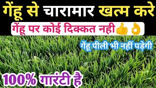 गेहूं से चारामार कैसे खत्म करेंगेहूं में खरपतवार नाशक दवाBest Herbicide For WheatHerbicide Wheat [upl. by Yvad229]