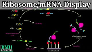 mRNA Display Technology  Ribosome Display Technology [upl. by Obola273]