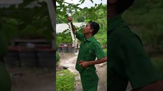 Fresh coconut with eco friendly papaya tree straw nihi sumba coconut [upl. by Nagard]