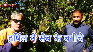 हर्षिल में सेब के बगीचेMukhba Gawa Ke Apple [upl. by Eerual]