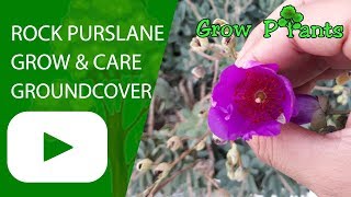 Rock Purslane  grow amp care as ground cover plant [upl. by Eiroc856]