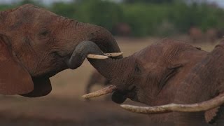 Elephant wars woman with smartphone vs ivory trade [upl. by Irved]