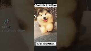 Bellissimi cuccioli Dog  ATP music Song film gratis completo italiano Funny Moment Big Epic Moment [upl. by Atla176]