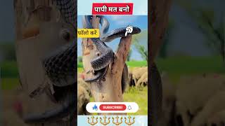 snake cobra funny comedy animals shortsviral shortsvideo shortsfeed funnyshorts subscribe [upl. by Melissa561]