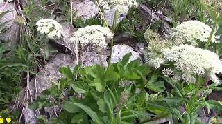 Balade au lac de Savine  les plantes des Alpes  Stroll to Savine lake  the plants of the Alps [upl. by Mazel321]