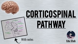 Corticospinal Tract  Pyramidal tract  Detailed Explanation with PG Questions [upl. by Eitsim]