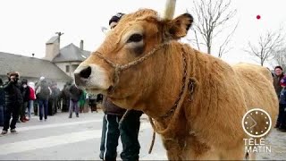 Marchés  L’Aubrac star du salon [upl. by Wrench184]