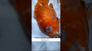 Oscar fish surgery shorts viral Oscar treatment oscarfish oscar youtubeshorts [upl. by Frum]