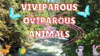 VIVIPAROUS AND OVIPAROUS ANIMALS [upl. by Einberger]