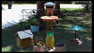 Bird Watching Live Feeder Cam Squirrels Cardinals and More [upl. by Idnyc]