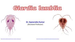 Giardia lamblia [upl. by Vinaya]