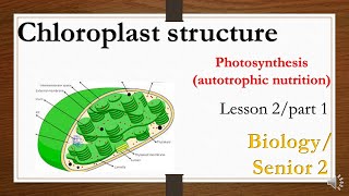 chloroplast structure and function photoynthesis processe2nd secondary biology [upl. by Arehc]