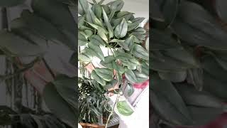 scindapsus treubii moonlight vs dark formeternal struggle houseplants scindapsus [upl. by Dugas]