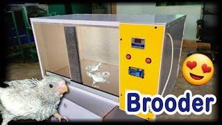 Best Brooder For Birds  How to Care Chicks in Winter with Brooder  12v Brooder by Daska Incubators [upl. by Etnohs270]