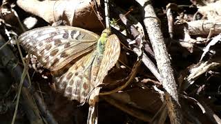 Silverwashed Fritillary Butterfly Deposits Eggs on the Cliff [upl. by Schaeffer256]