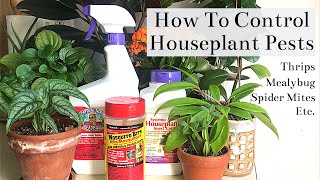 How To Control Houseplant Pests Spider Mites Thrips Mealybug Fungus Gnats [upl. by Timus71]