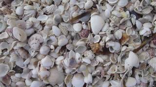 Captiva Christmas Shelling 2010 [upl. by Lotti]