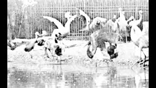 Storks amp Swans Short 4 Second Film 1887 [upl. by Tavi369]