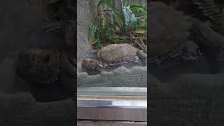 鋸緣閉殼龜Keeled box turtleTaipei Zoo [upl. by Anirdnaxela]