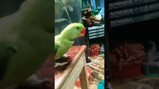 Yeh Pani bhi nahi PETA parrot funny videos [upl. by Akinor]